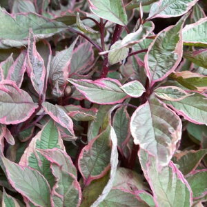 【単品 / 3個セット】コルヌス アルバ ミラクル3号ポット苗サンゴミズキ 低木 耐寒性