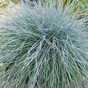 yPi / 3Zbg ztFXcJ OEJ 3`3.5|bgctFXL[ CObVK[f I[i^OX J[[t 񂹐A ԕc N h OXK[f