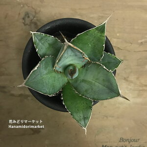 AKx IeC 3`3.5|bgA hCK[f ^ ϊ CeAO[