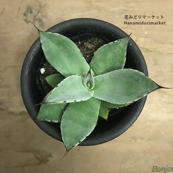楽天市場】アガベ ホーチエンシス（吉祥天）3～3.5号ポット多肉植物 
