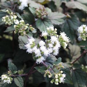 【単品 / 3個セット】フジバカマ ユーパトリウム チョコレート 3〜3.5号ポット苗花苗 苗 宿根草 多年草 イングリッシュガーデン カラーリーフ 秋 白 ホワイト