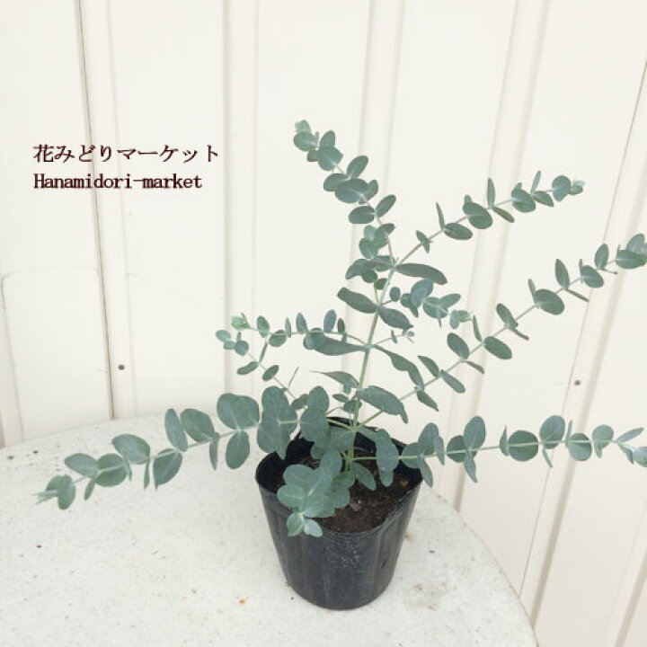 楽天市場 ユーカリ 銀丸葉ユーカリ 3号ポット苗香り 花木 花みどりマーケット 楽天市場店