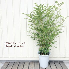 楽天市場 シマトネリコ シンボルツリーの通販