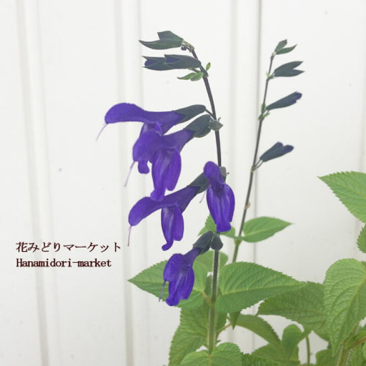 楽天市場 宿根サルビア ガラニチカメドーセージ 3 3 5号ポット苗ブルーガーデン セージ サルビア 花みどりマーケット 楽天市場店