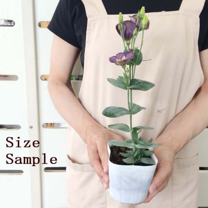 楽天市場 トルコキキョウ ユーストマ プッチーノ プルーン 3 5号ポット苗 花みどりマーケット 楽天市場店