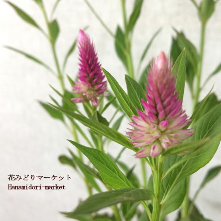 楽天市場 ケイトウ セロシア アジアンガーデン 3 3 5号ポット苗 花苗 寄せ植え 丈夫 花みどりマーケット 楽天市場店