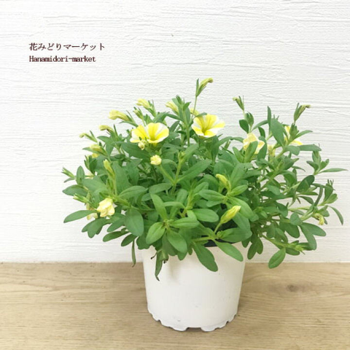 楽天市場 カリブラコア スーパーベル レモンスライス 4号ポット苗pw プルーヴンウィナーズ 鉢花 イエローガーデン 夏 花みどりマーケット 楽天市場店