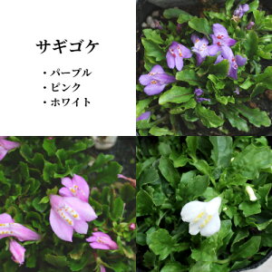 yPi / 3ZbgzTMSP p[v / sN / zCg S3F 3`3.5|bgcOhJo[ A ϊ VF[hK[f ԕc N h
