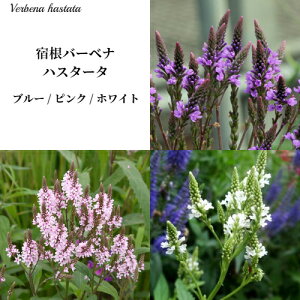 ho[xi nX^[^ u[ sN zCg S3F 3`3.5|bgcCObVK[f u[K[f sNK[f zCgK[f ԕc N h