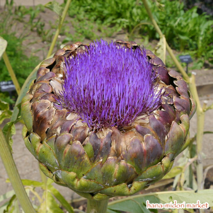 ヨーロッパ アザミ アーティチョーク 苗 5周年記念イベントが アーティチョーク