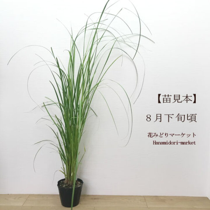 楽天市場 5号大苗 パンパスグラス ロセア ピンク 5号ポット苗 イングリッシュガーデン グラス オーナメンタル 花みどりマーケット 楽天市場店