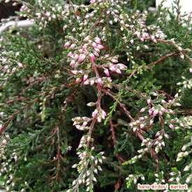 楽天市場 冬 咲き 花 宿根草 カラーピンク 花 ガーデン Diy の通販