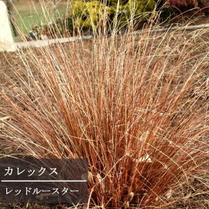 JbNX bh[X^[ 2.5`3|bgcԕc c OX J[[t CObVK[f h N ϊ Ϗ