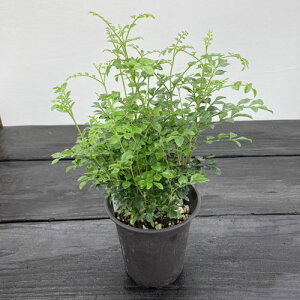 観葉植物 シマトネリコ 4号の人気商品 通販 価格比較 価格 Com
