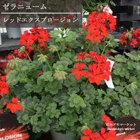 ゼラニウム レッドエクスプロージョン 3.5号ポットゼラニューム カラーリーフ 寄せ植え 花苗 多年草 鉢花 赤 レッド