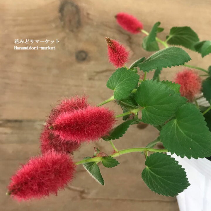 楽天市場 アカリファ キャットテール 3 5号ポット苗宿根草 花苗 多年草 鉢花 赤 春 夏 秋 花みどりマーケット 楽天市場店