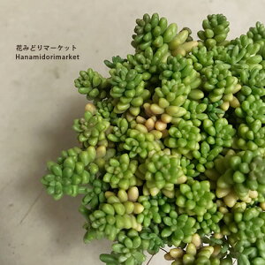 Z_ xb f Cxm 2.5`3|bgcOhJo[ h J[[t ϗtA hCK[f A ԕc N