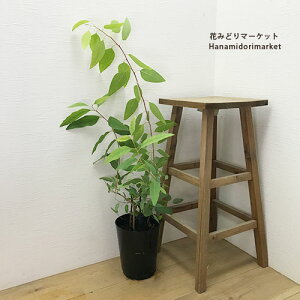 ユーカリ テトリコルニス6号ポット苗花木 観葉植物 花苗 寄せ植え 庭木 コンテナ 香り 芳香 カラーリーフ 切り花 フラワーアレンジメント ドライフラワー オージープランツ