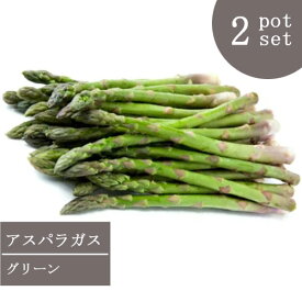 【2個セット】アスパラガス グリーン 3号ポット苗 計2ポットセット人気 簡単 手軽 おいしい 野菜苗 家庭菜園