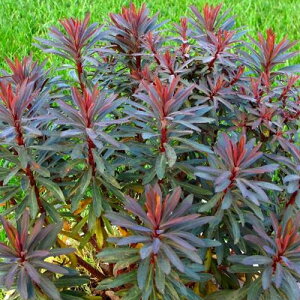 yPi / 3Zbgz[tHrA ubNo[h 3`3.5|bgcCObVK[f J[[t A hCK[f ԕc N h 2