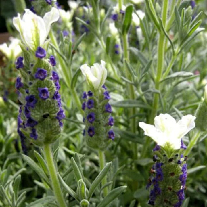 楽天市場 ラベンダー フレンチ系 エンジェル 3号ポット苗 フレンチラベンダー ストエカス花苗 鉢花 イングリッシュガーデン 香り 多年草 宿根草 耐寒性 耐暑性 花みどりマーケット 楽天市場店 楽天市場 ラベンダー フレンチ系 エンジェル 3号ポット苗 フレンチラベンダー ストエカス花苗 鉢花 イングリッシュガーデン 香り 多年草 宿根草 耐寒性 耐暑性 花みどりマーケット 楽天市場店