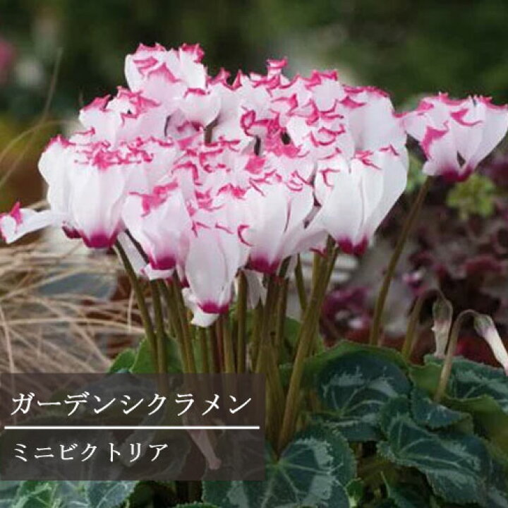 楽天市場 ガーデンシクラメン ミニビクトリア 3号ポット苗花苗 花壇 寄せ植え 秋 冬 鉢花 耐寒性 シクラメン フリンジ フリル 花みどりマーケット 楽天市場店