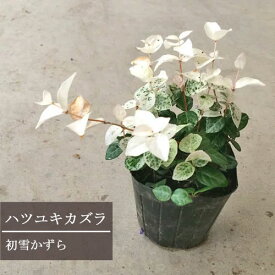 楽天市場 花みどりマーケットの通販