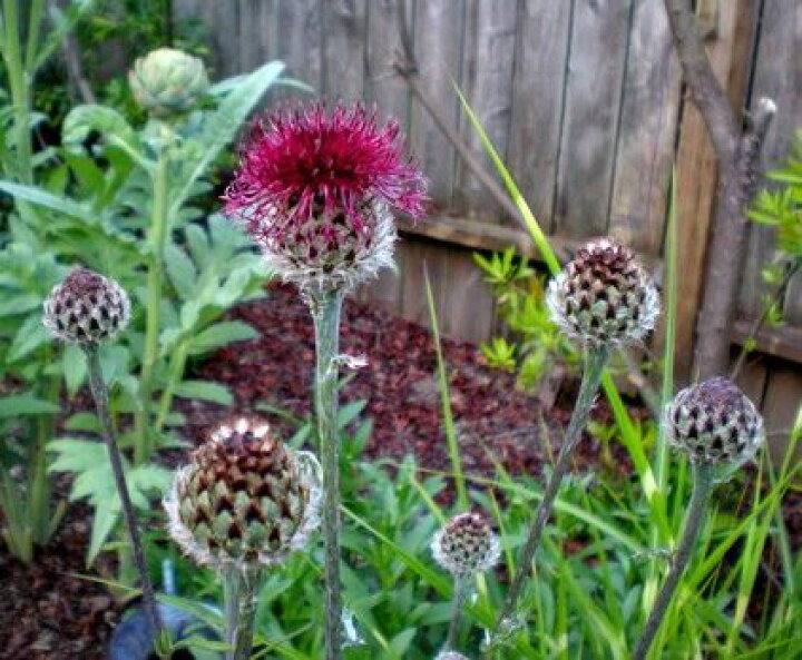 楽天市場 セントーレア アトロパープレア 3 5号ポット苗イングリッシュガーデン 宿根草 花みどりマーケット 楽天市場店