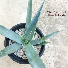 楽天市場 アウトレット 観葉植物 花 観葉植物 花 ガーデン Diyの通販