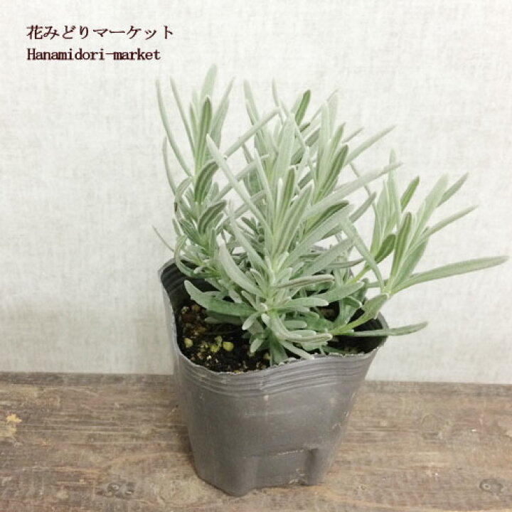 楽天市場 ラベンダー イングリッシュ系 シルバーサンド 3 3 5号ポット苗カラーリーフ ハーブ苗 宿根草 香りイングリッシュラベンダー 花みどりマーケット 楽天市場店