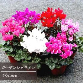 【単品 / 3個セット】ガーデンシクラメン 選べる花色 3号ポット苗シクラメン 花苗 秋 冬 多年草 宿根草 耐寒 鉢花 花壇