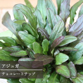 楽天市場 日陰 強い 植物の通販 楽天市場 日陰 強い 植物の通販