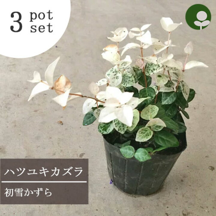 楽天市場 3個セット ハツユキカズラ 初雪かずら 3号ポット苗 計3ポット カラーリーフ 寄せ植え グランドカバー 花苗 多年草 宿根草 花みどりマーケット 楽天市場店