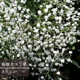 楽天市場 カスミソウ 苗の通販