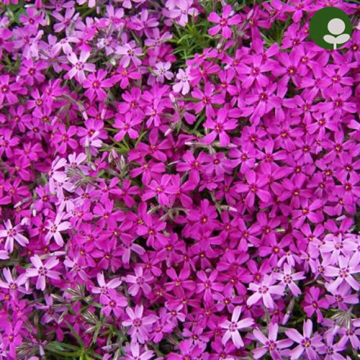 楽天市場】【10個セット】芝桜 シバザクラ 花色いろいろミックス 3号ポット苗 計10ポットセット グランドカバー 宿根草 植栽 多年草 : 花みどりマーケット 楽天市場店 楽天市場】【10個セット】芝桜 シバザクラ 花色いろいろミックス 3号ポット苗 計10ポットセット グランドカバー 宿根草 植栽 多年草 : 花みどりマーケット 楽天市場店
