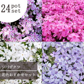 【24個セット】芝桜 シバザクラ 花色いろいろミックス 3号ポット 計24ポット 【送料無料】グランドカバー 植栽 宿根草 花苗 多年草 造園 業務用 施工 常緑 耐寒 耐暑 丈夫 定番 ローメンテナンス 業者 まとめ買い まとめ