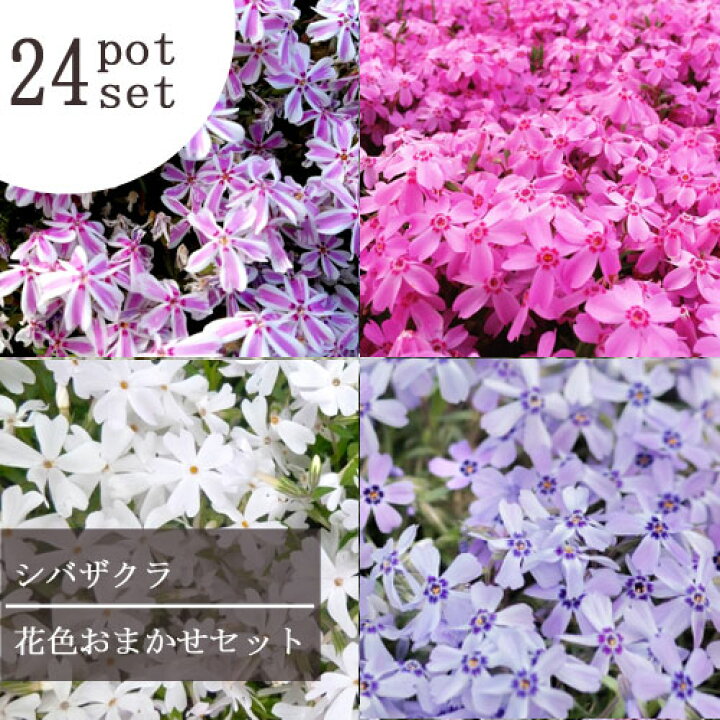 楽天市場 24個セット 芝桜 シバザクラ 花色いろいろミックス 3号ポット 計24ポット 送料無料 グランドカバー 植栽 宿根草 花苗 多年草 花みどりマーケット 楽天市場店