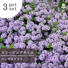 楽天市場 苗 セット 種類 植物 タイム ガーデニング 農業 花 ガーデン Diy の通販