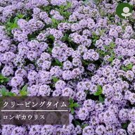 【単品 / 3個セット 】 タイム 這性 ロンギカウリス 3〜3.5号ポット苗花苗 多年草 宿根草 グランドカバー…