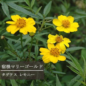 楽天市場 マリー ゴールド 寄せ 植えの通販