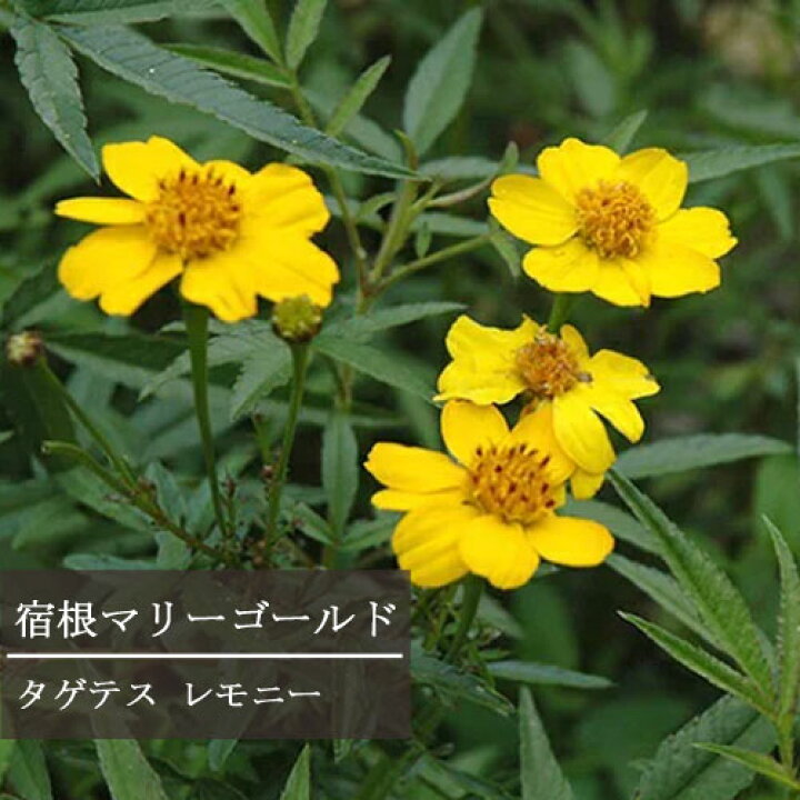 楽天市場 宿根マリーゴールド タゲテス レモニー 3号ポット苗花苗 ハーブ苗 多年草 宿根草 香り 耐寒性 耐暑性 黄 イエロー ハーブ 四季咲き 花みどりマーケット 楽天市場店