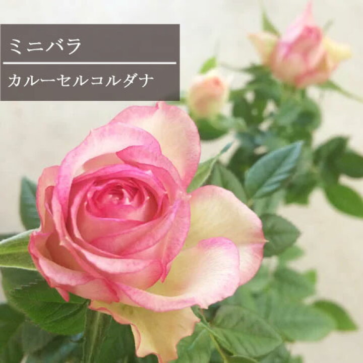 楽天市場 ミニバラ カルーセル コルダーナ 3 5号ポット苗四季咲き ポットローズ 花苗 鉢花 ピンク アプリコット 花みどりマーケット 楽天市場店
