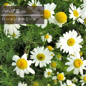 yPi / 3ZbgzJ~[ [}J~[ 3|bgcCObVK[f n[uc ԕc N 