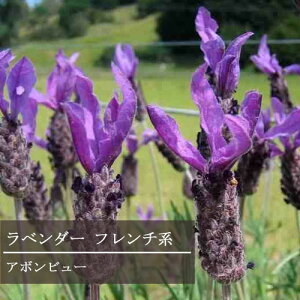 ���x���_�[ �t�����`�n �A�|���r���[ 3���|�b�g�c�t�����`���x���_�[ �X�g�G�J�X�@�A�{���r���[�ԕc �n�[�u�c �n�[�u ���N�� ���� �񂹐A�� �Ϗ��� �ϊ��� ���� �h���� �C���O���b�V���K�[