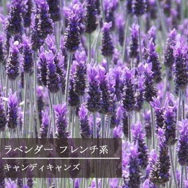 楽天市場 宿根草 種類 植物 ハーブ ハーブの苗物 苗物 ガーデニング 農業 花 ガーデン Diyの通販
