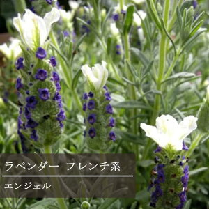 ���x���_�[ �t�����`�n �G���W�F�� 3���|�b�g�c �t�����`���x���_�[ �X�g�G�J�X�ԕc ���� �C���O���b�V���K�[�f�� ���� ���N�� �h���� �ϊ��� �Ϗ���