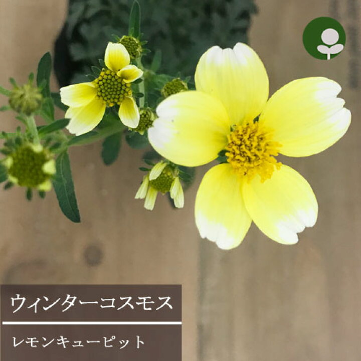 楽天市場 ウインターコスモス ビデンス イエローキューピット3号ポット苗 花みどりマーケット 楽天市場店
