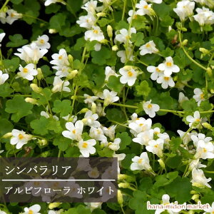 yPi / 3ZbgzVoA Art[ zCg 3`3.5|bgc( VoA Xm[zCg )CObVK[f OhJo[ ԕc N h