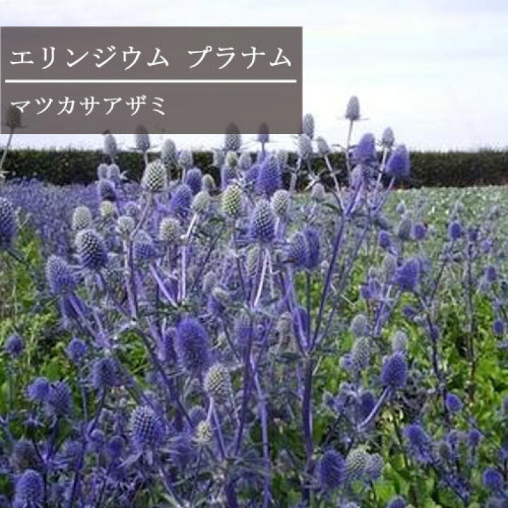 楽天市場 エリンジューム プラナム 3号ポット苗 松笠アザミ 花苗 多年草 宿根草 耐寒性 耐暑性 ブルー 青 パープル 切り花 花みどりマーケット 楽天市場店