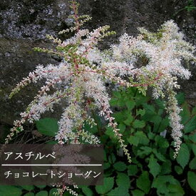 楽天市場 シェードガーデン 花 ガーデン Diy の通販